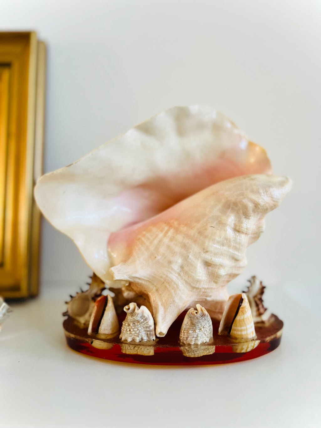 Conch & seashell lucite base