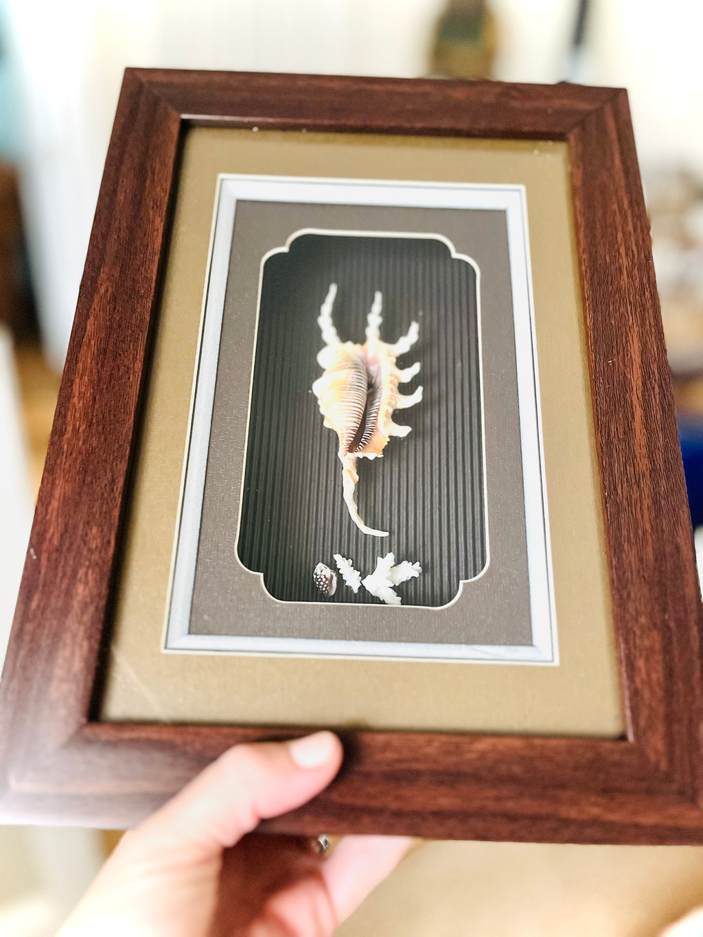 Spider conch & coral shadow box
