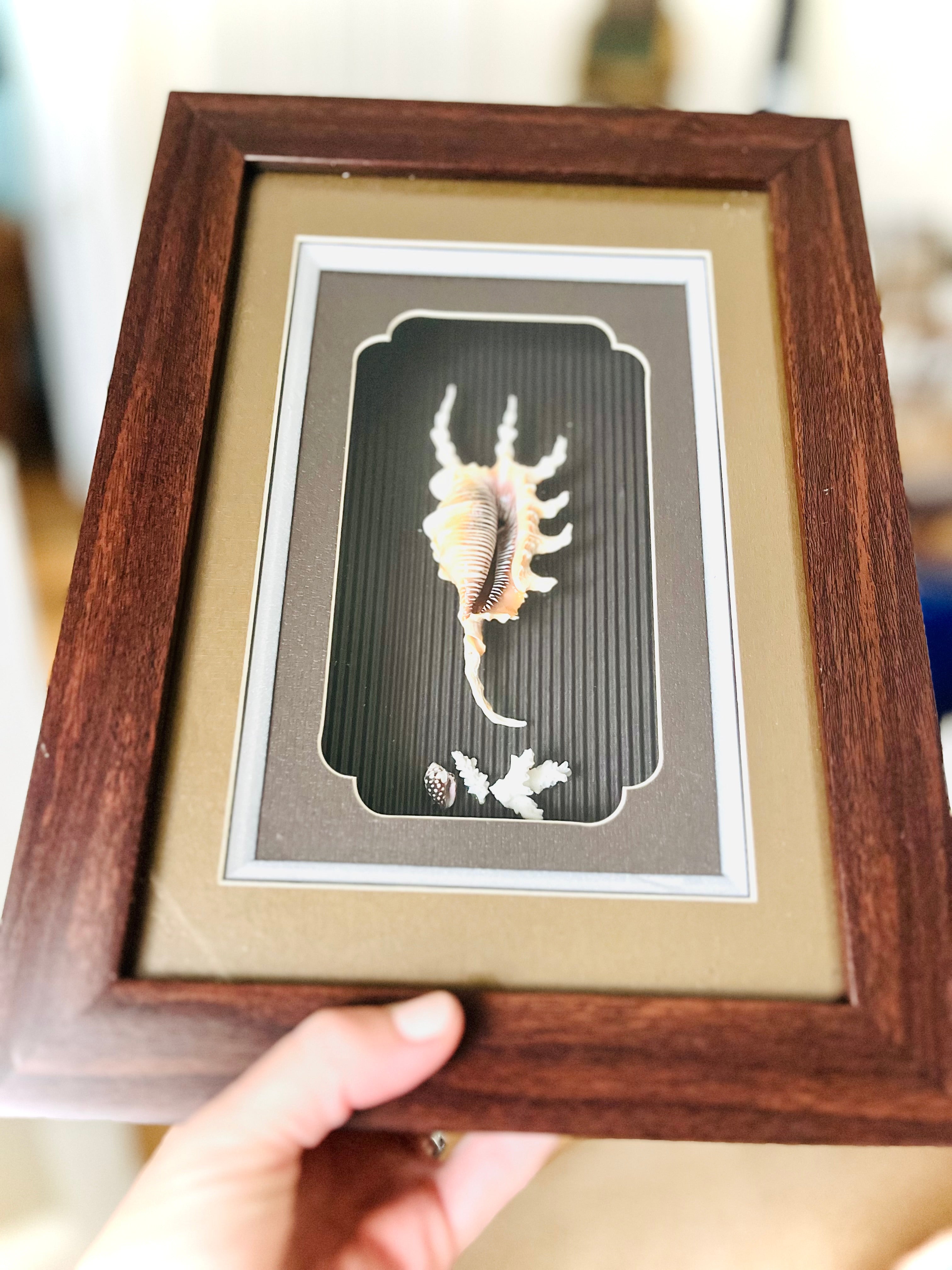 Spider conch & coral shadow box