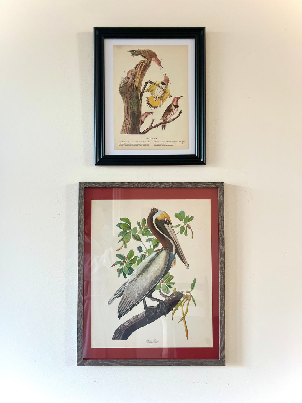 Audubon brown pelican framed