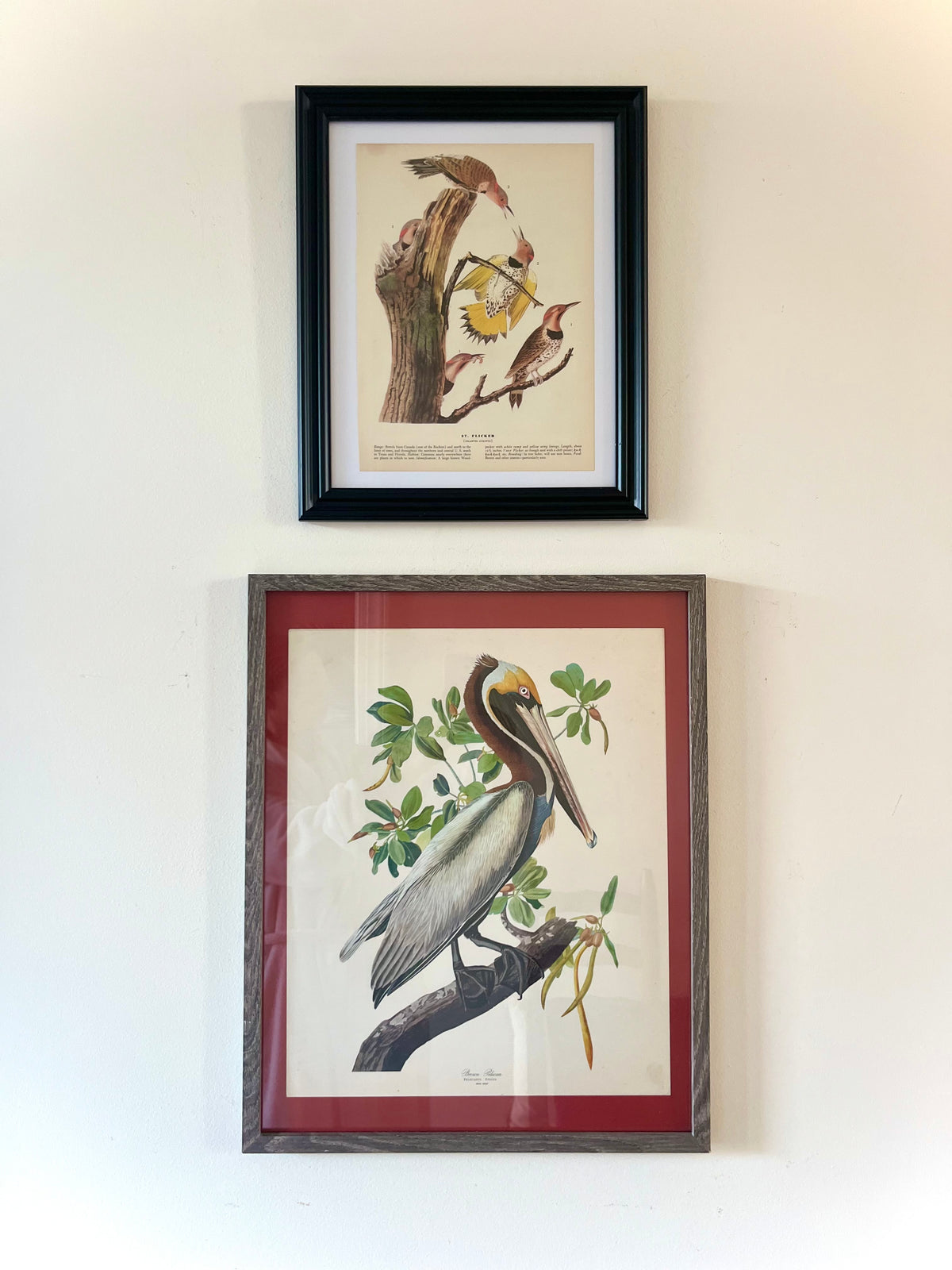 Audubon brown pelican framed