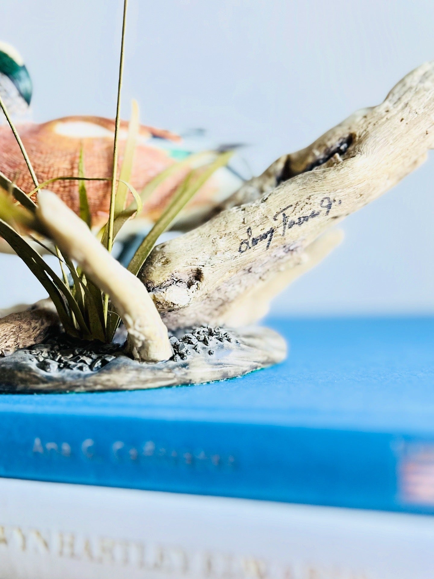 Widgeon duck by Larry Tawes Jr