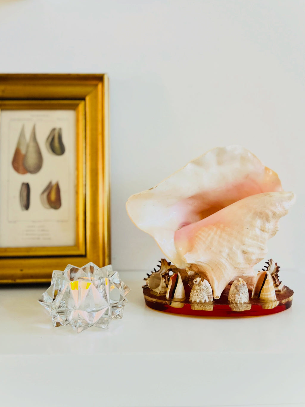 Conch & seashell lucite base