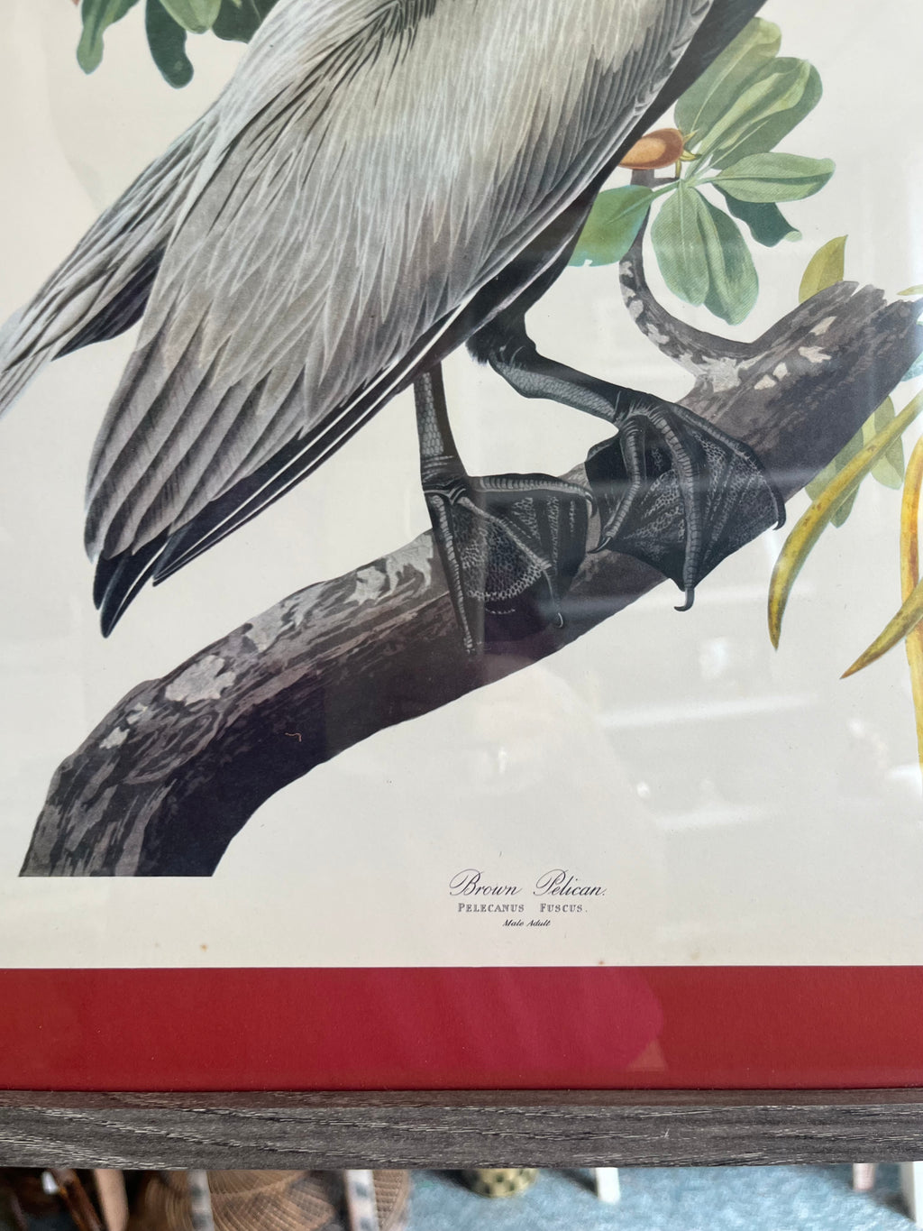 Audubon brown pelican framed