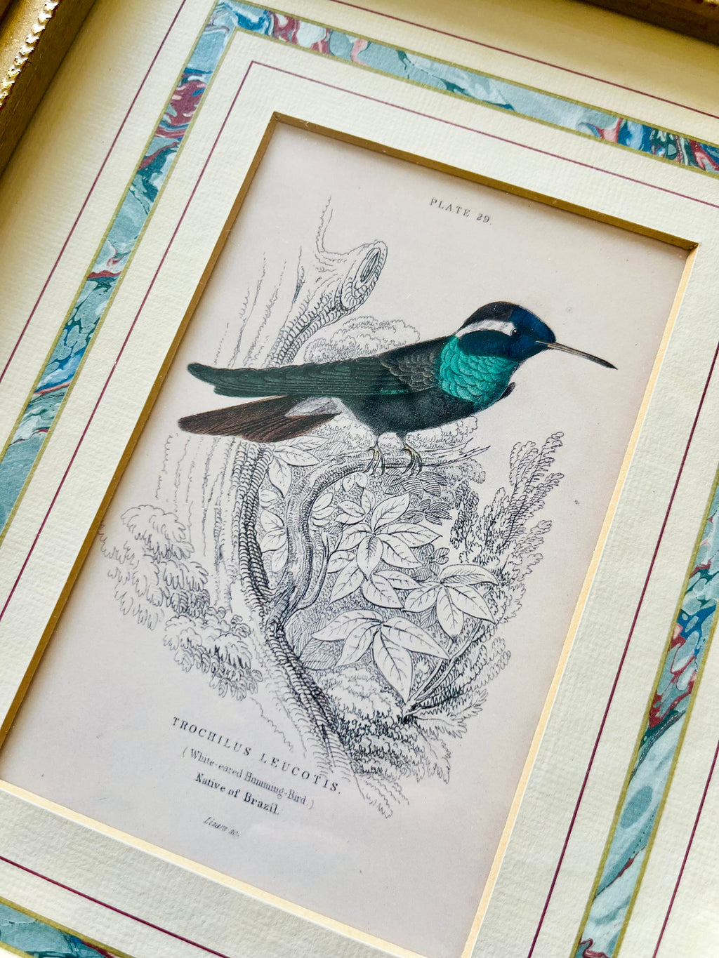 Framed hummingbird print by William Lizar
