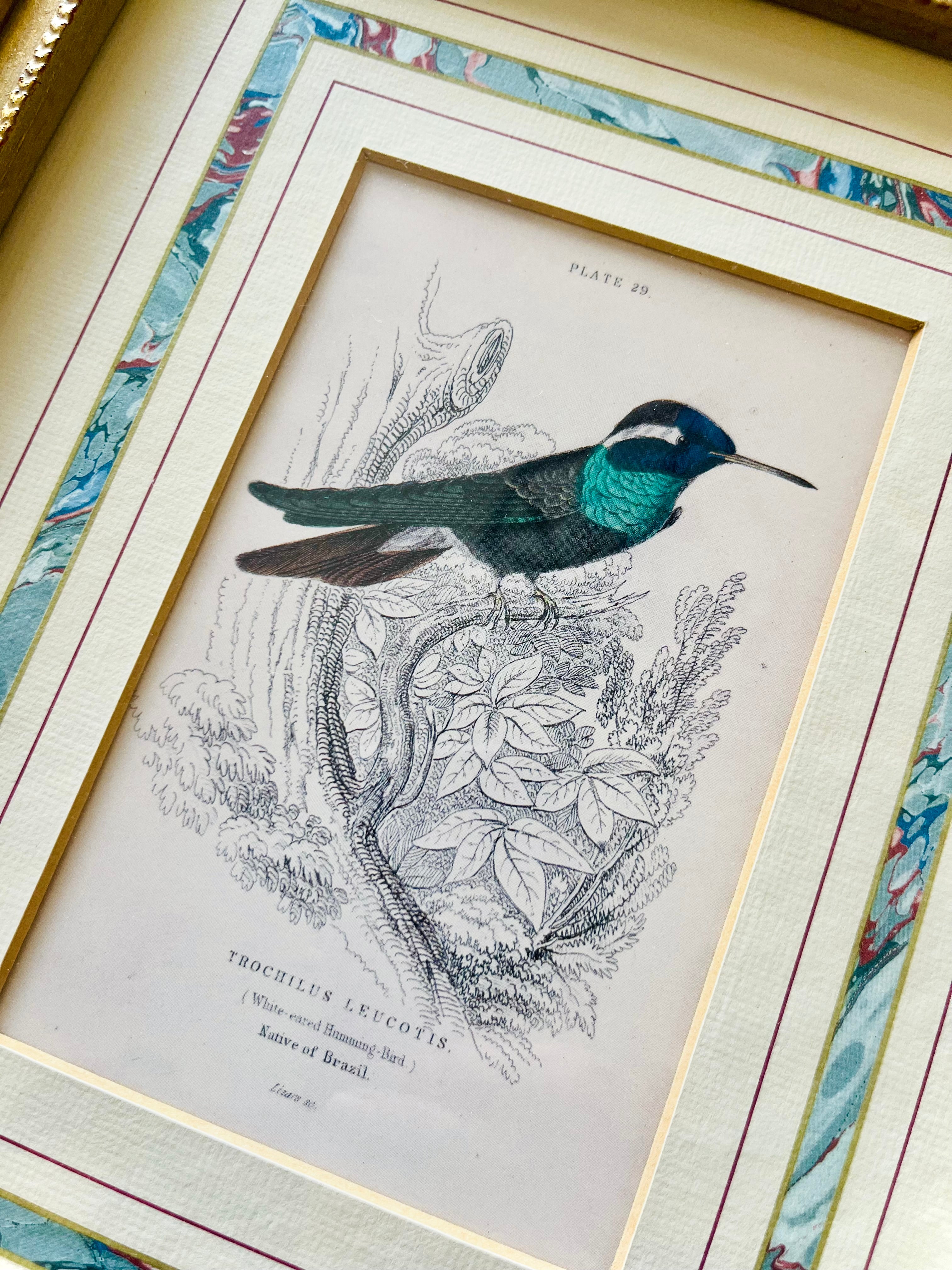 Framed hummingbird print by William Lizar
