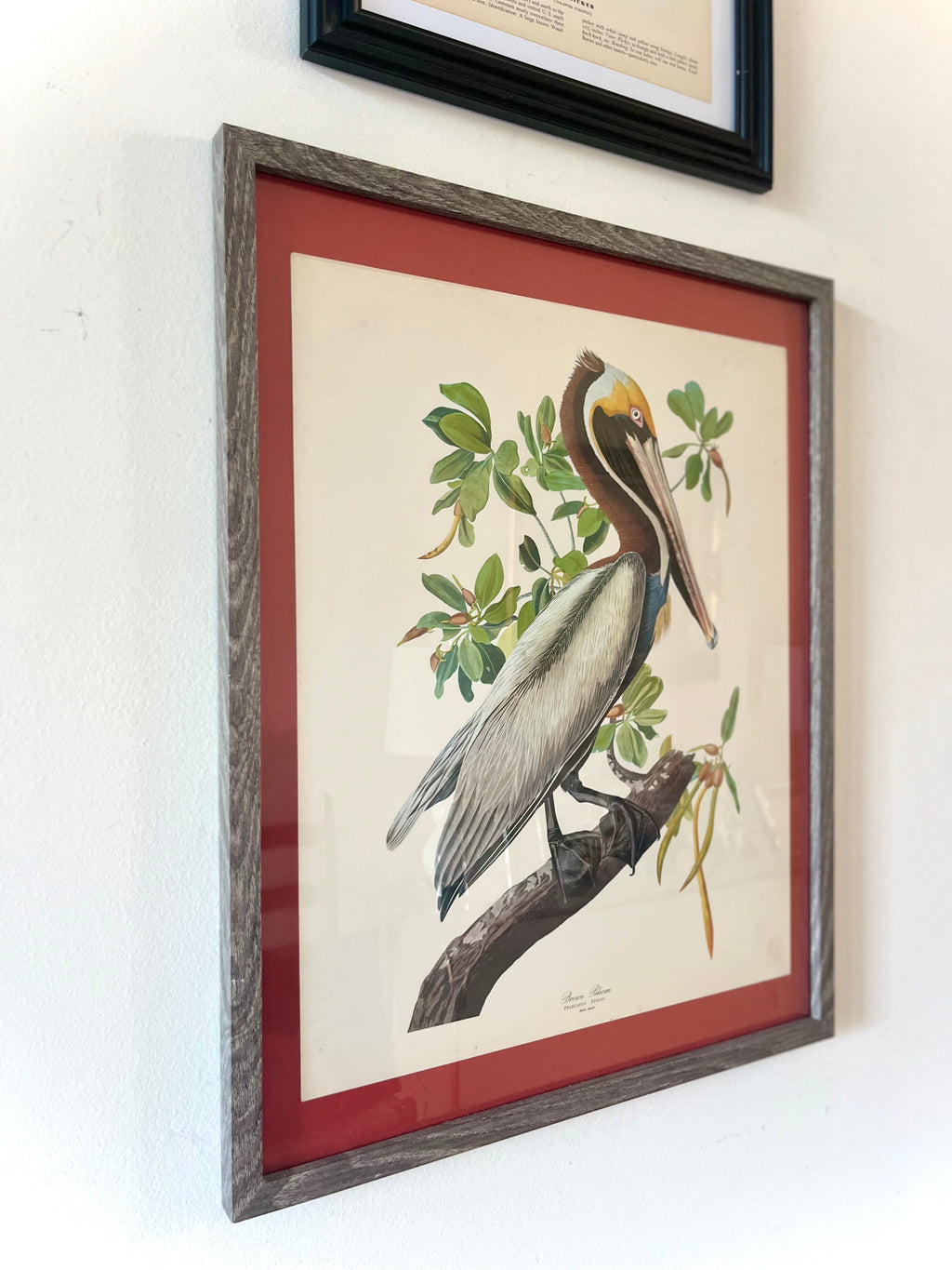 Audubon brown pelican framed