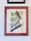 Audubon brown pelican framed
