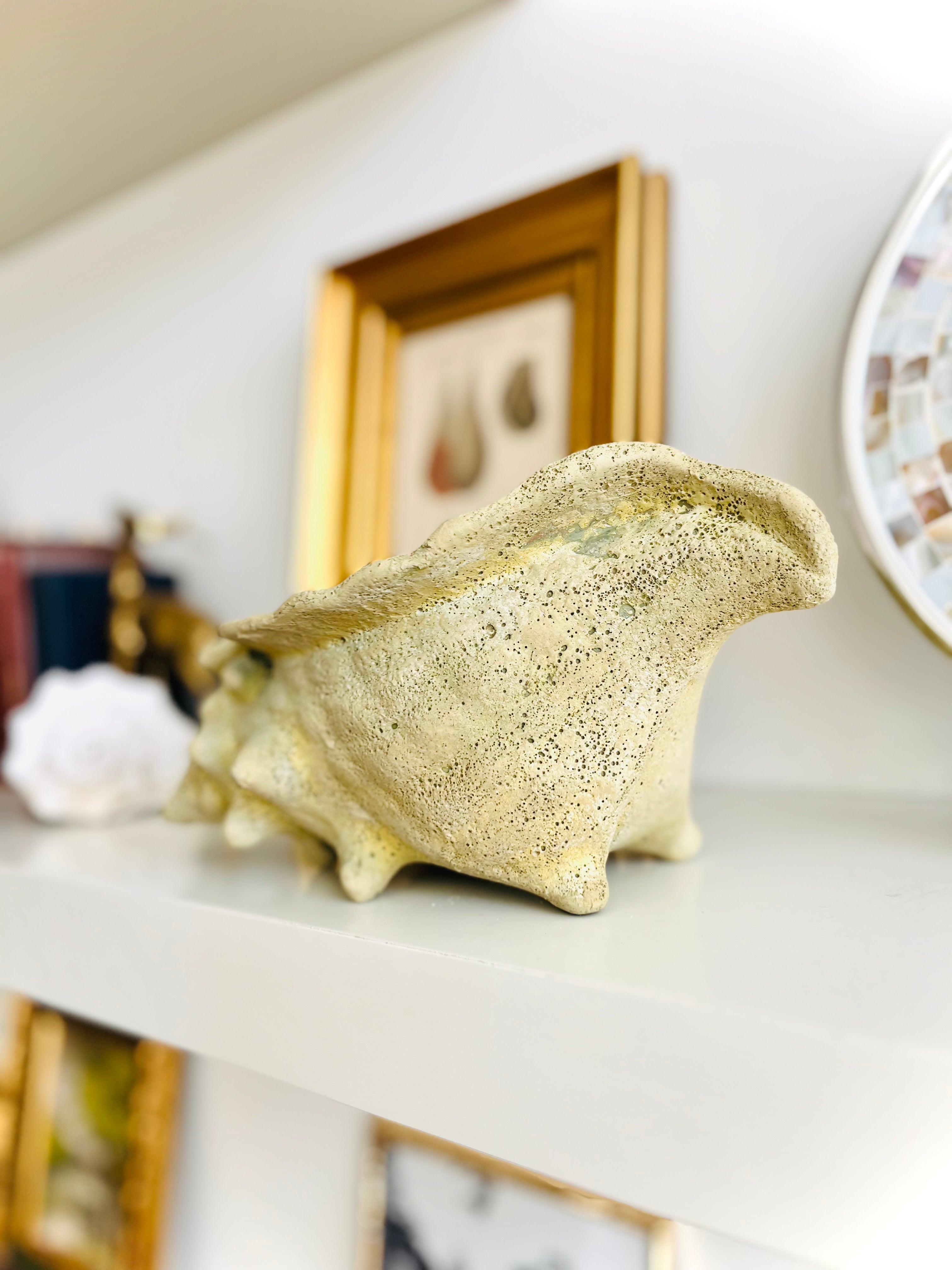 Fossilized conch shell planter