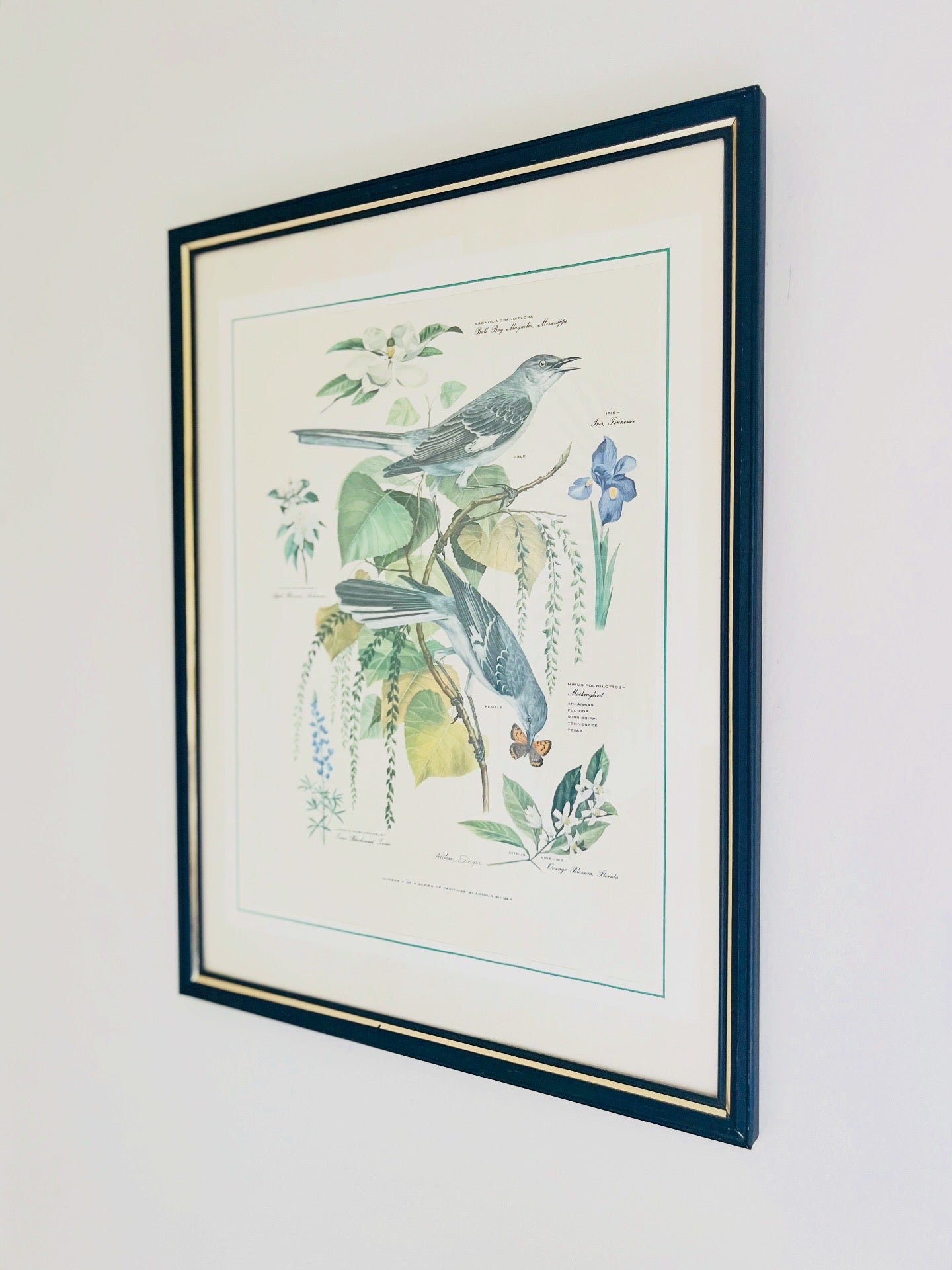 Arthur Singers framed mockingbirds & state flowers