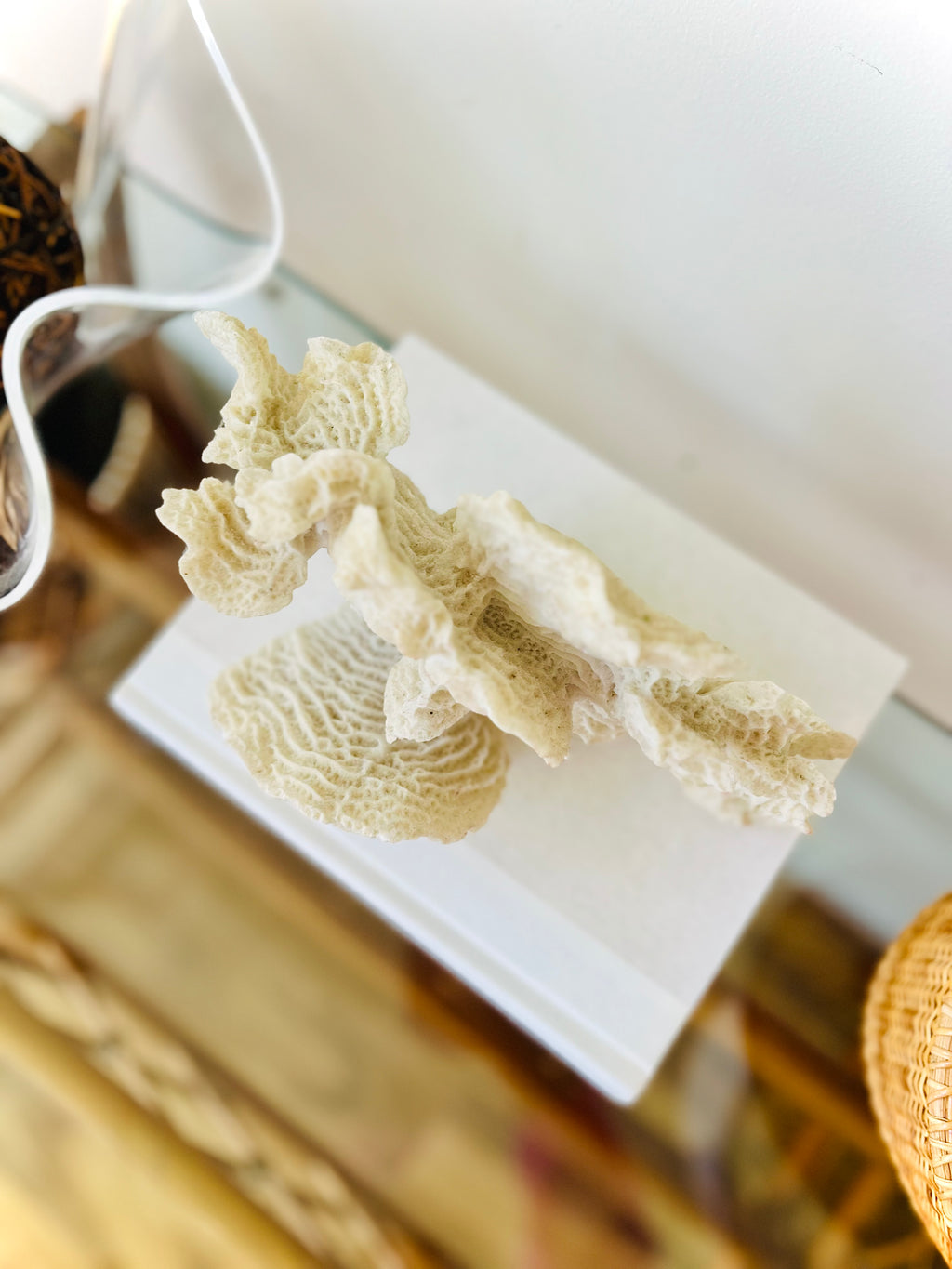 Large fossilized faux coral