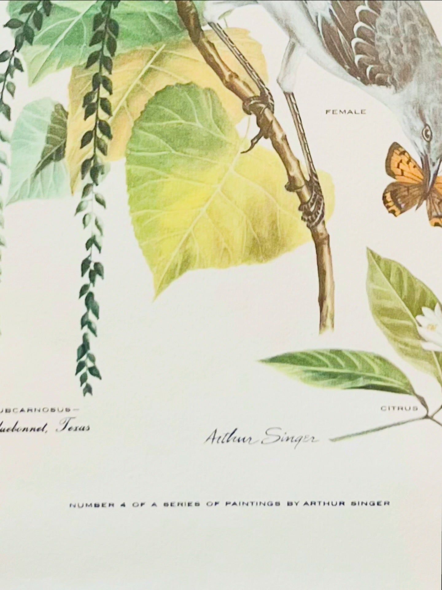 Arthur Singers framed mockingbirds & state flowers