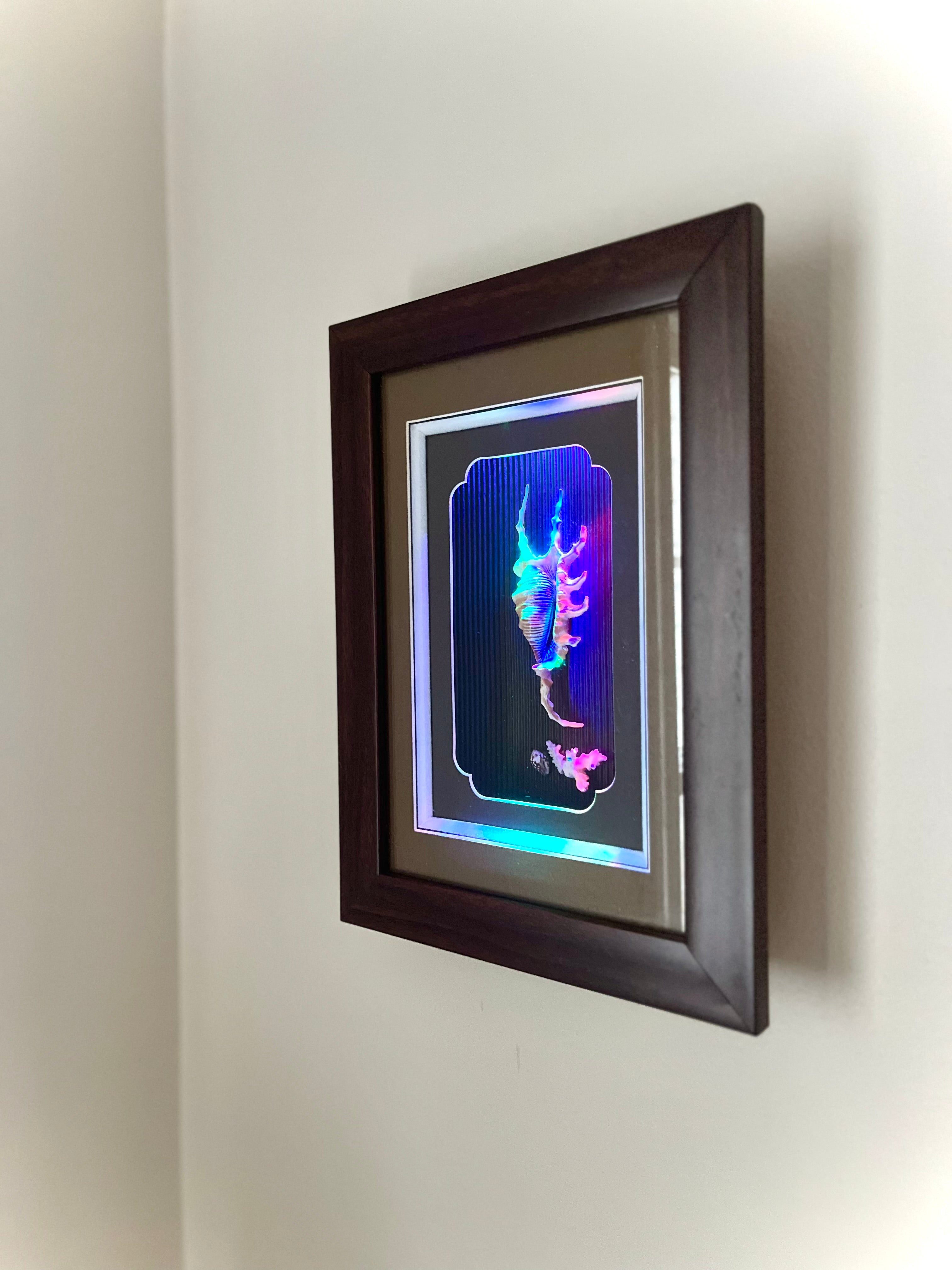 Spider conch & coral shadow box