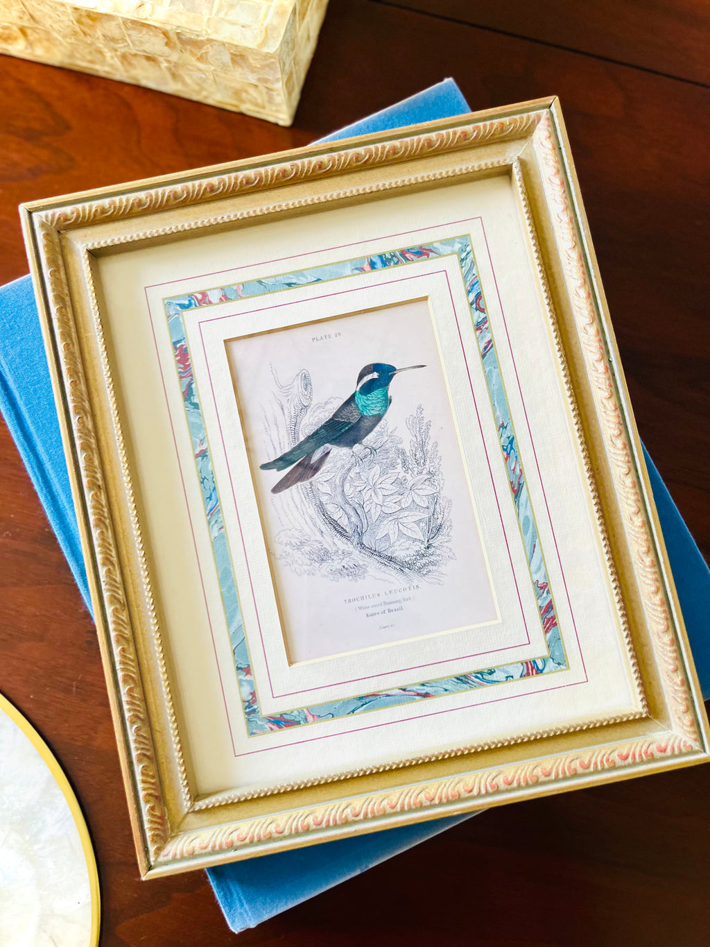 Framed hummingbird print by William Lizar