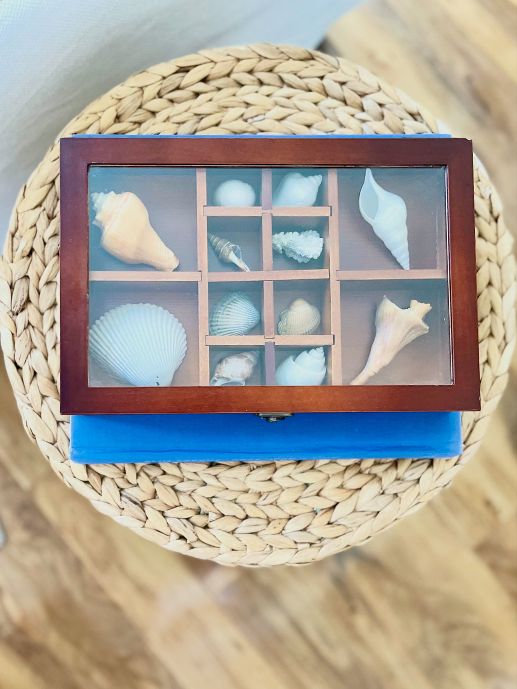 Mahogany & glass shell shadow box