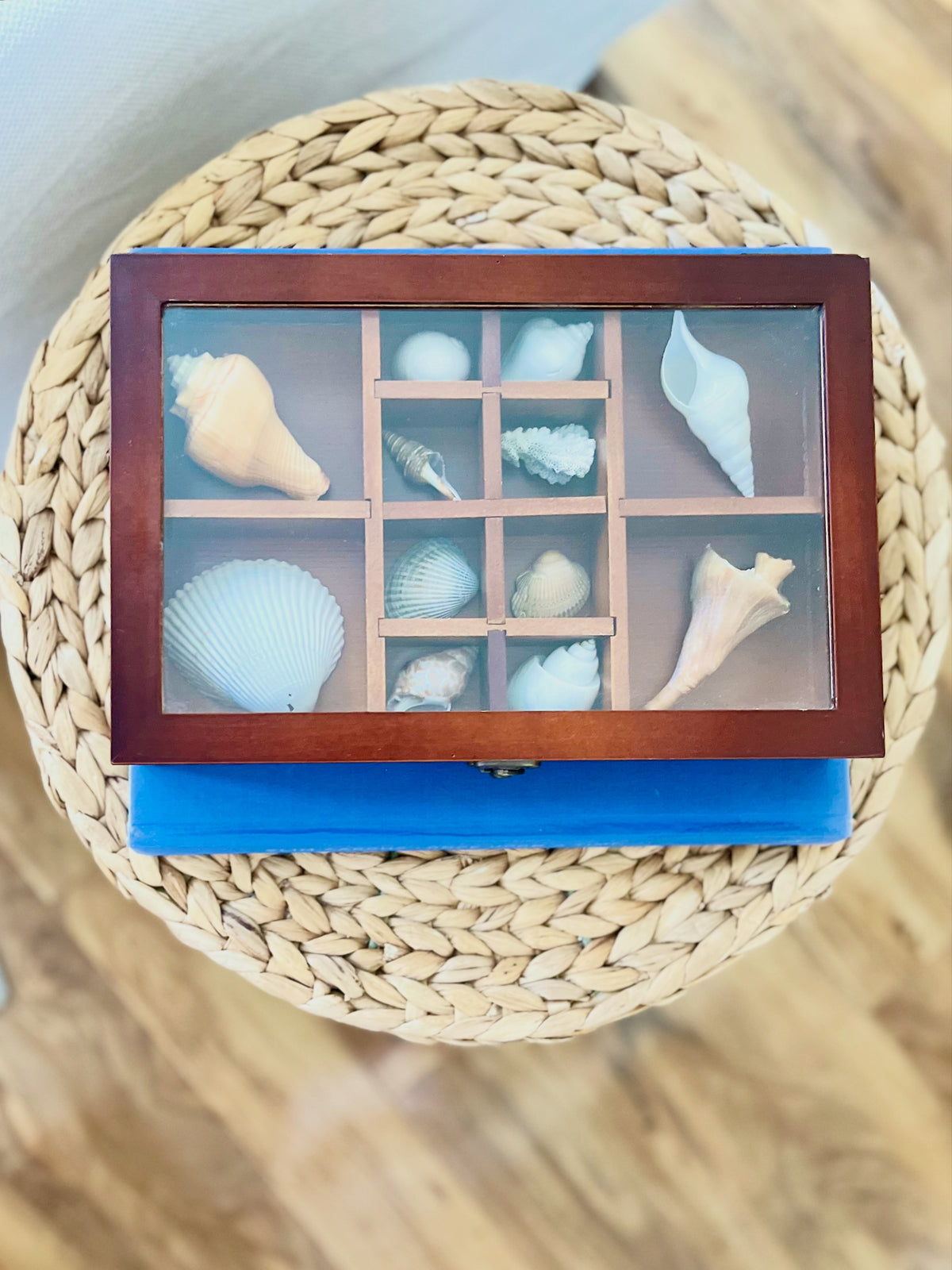 Mahogany & glass shell shadow box