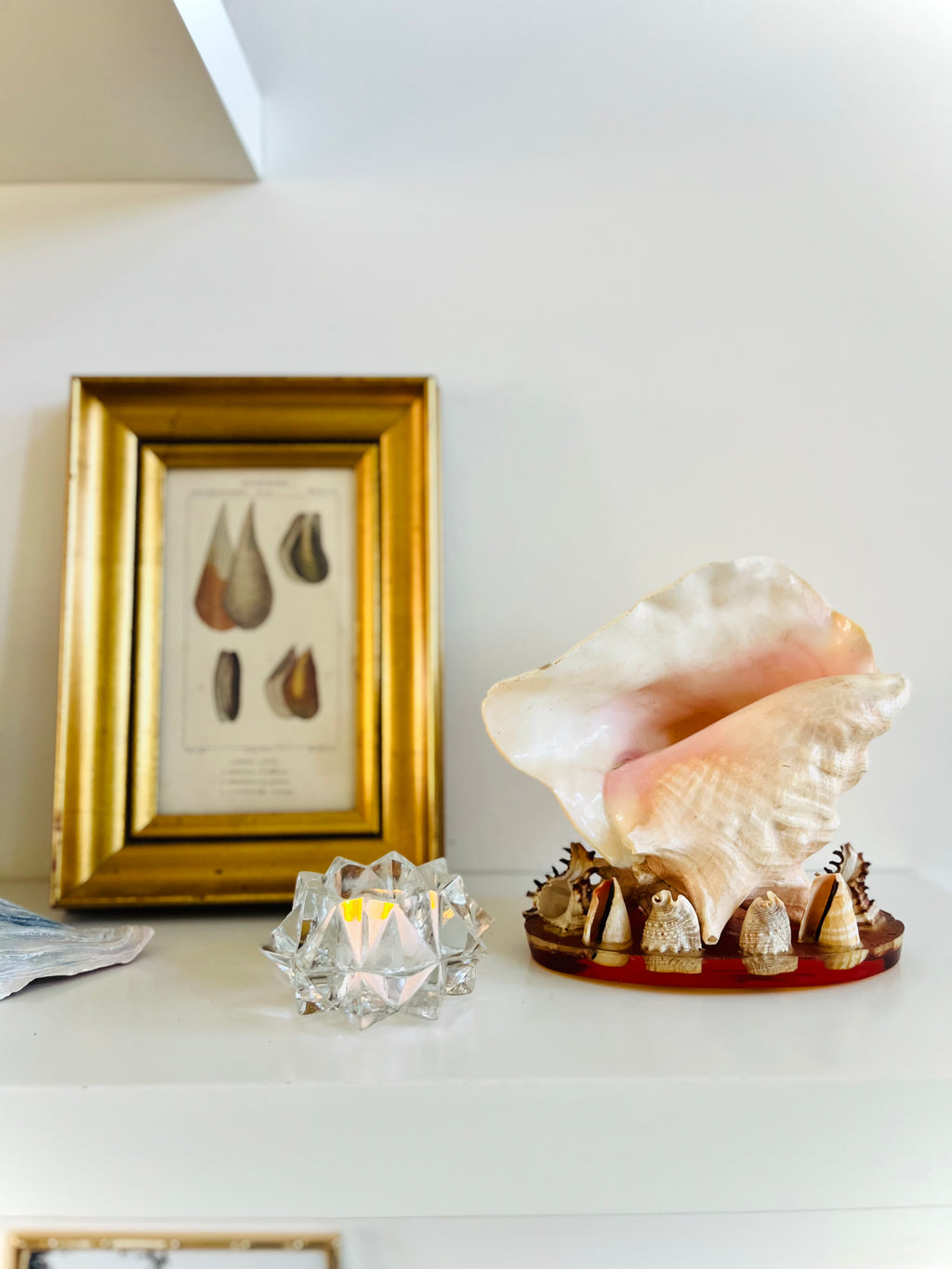 Conch & seashell lucite base