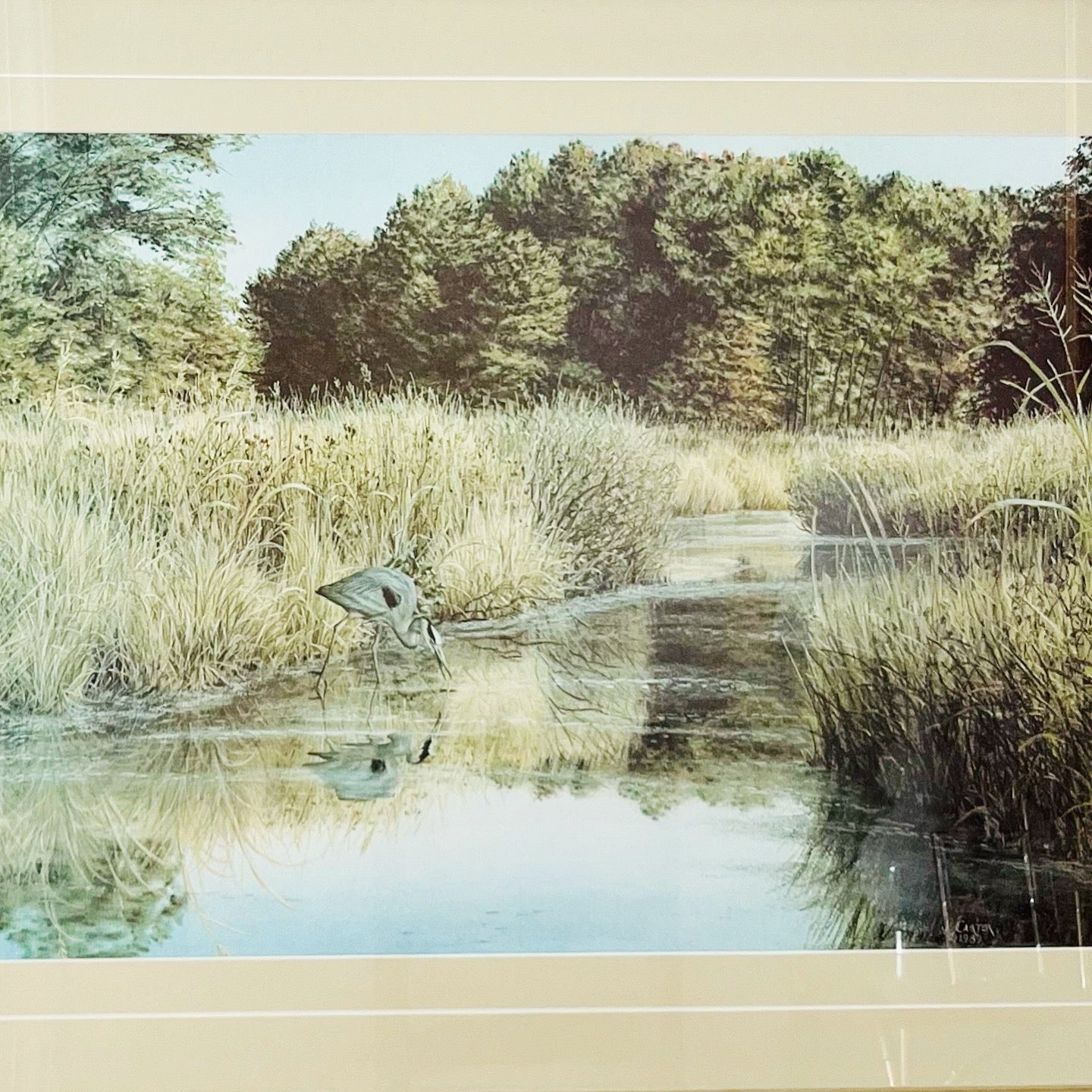 Great Blue Heron framed print