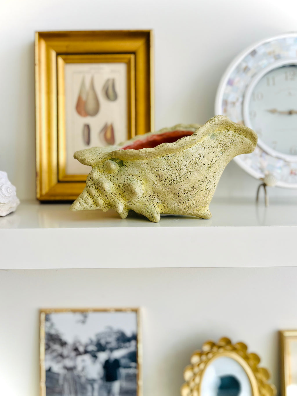 Fossilized conch shell planter
