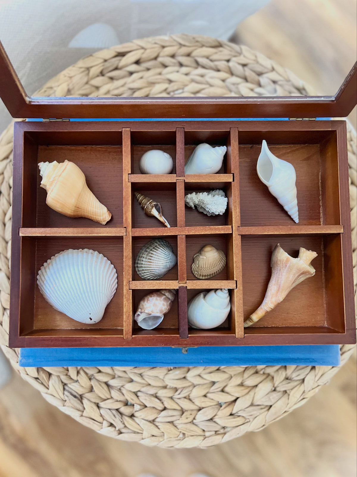 Mahogany & glass shell shadow box