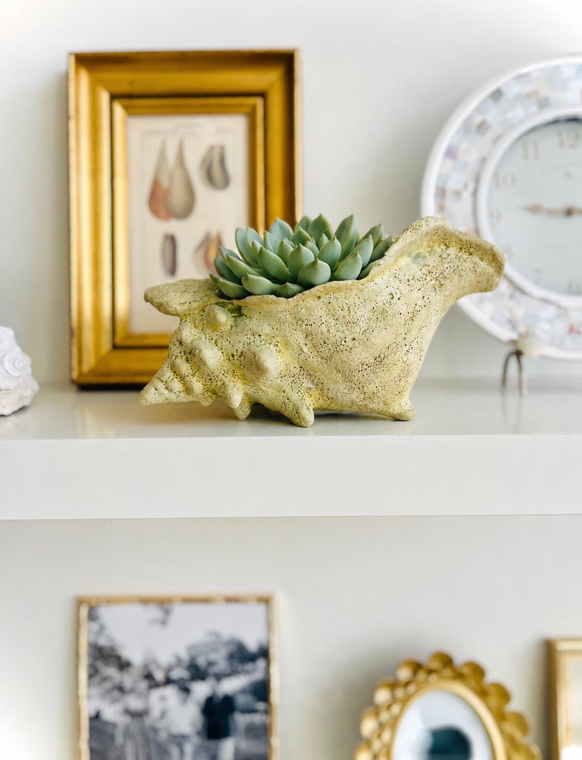Fossilized conch shell planter