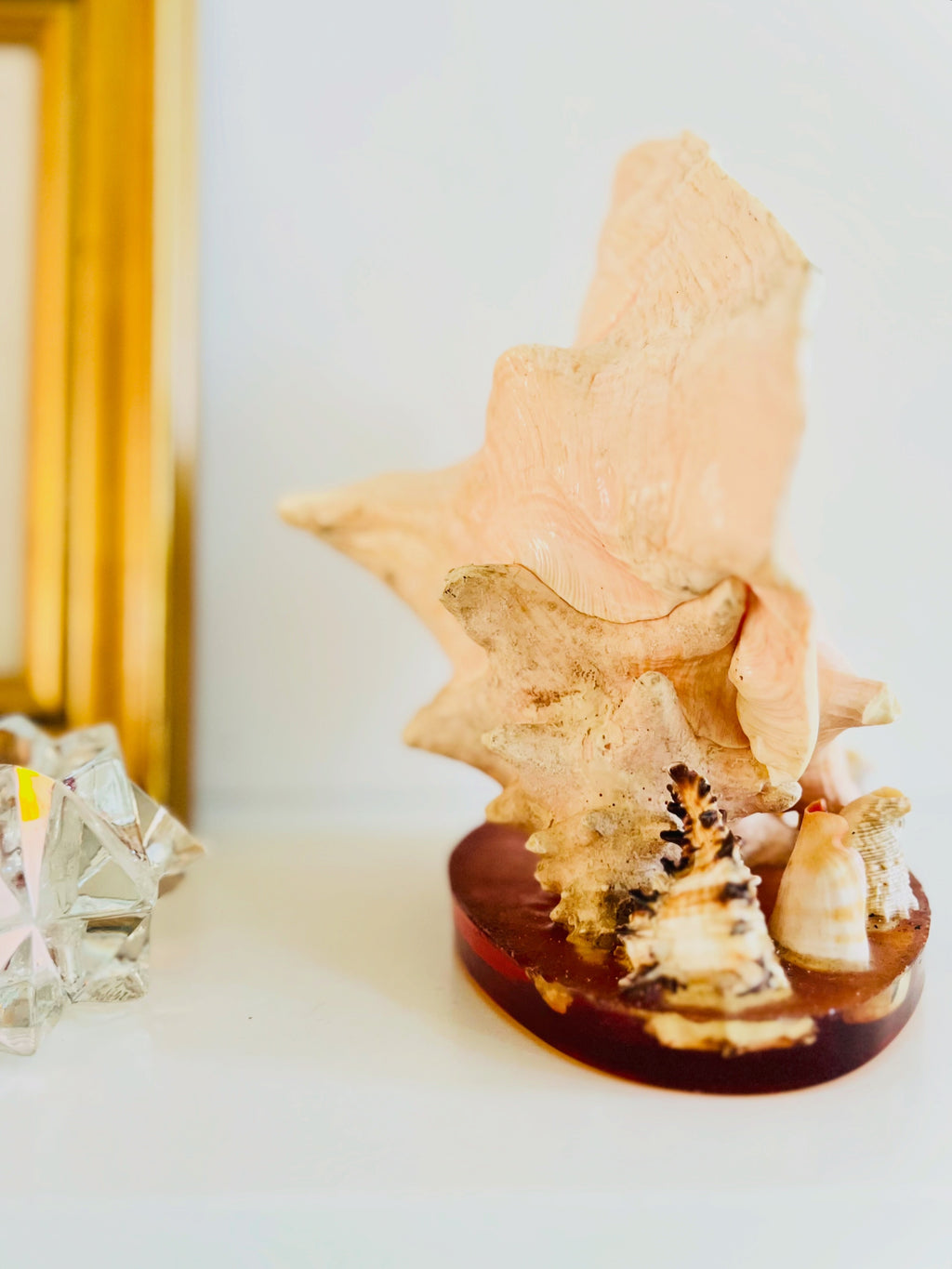 Conch & seashell lucite base