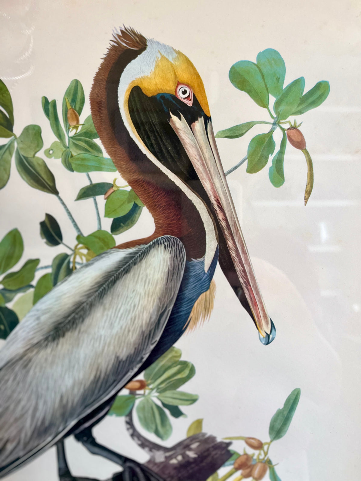 Audubon brown pelican framed