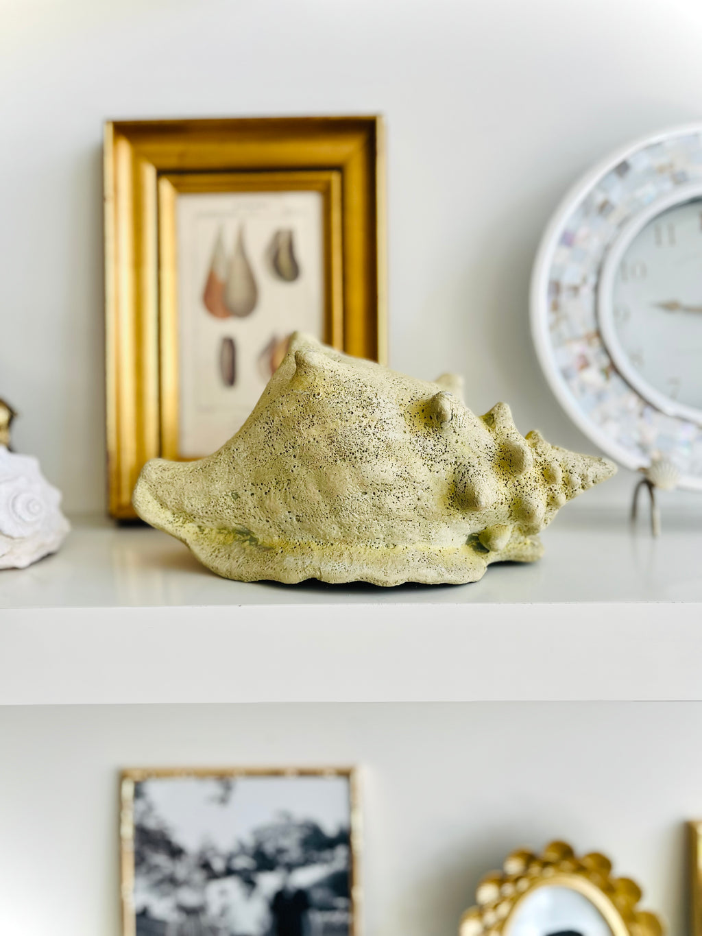 Fossilized conch shell planter