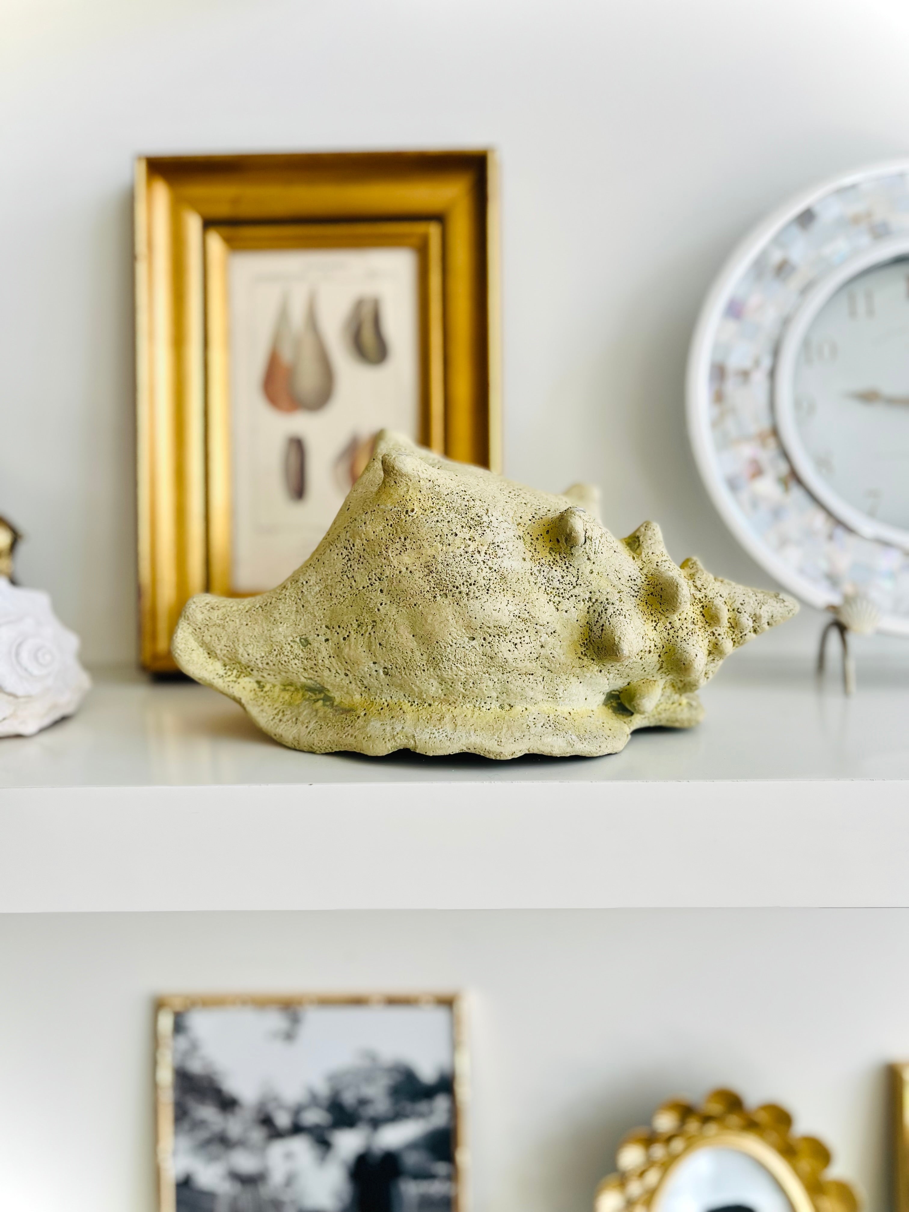 Fossilized conch shell planter