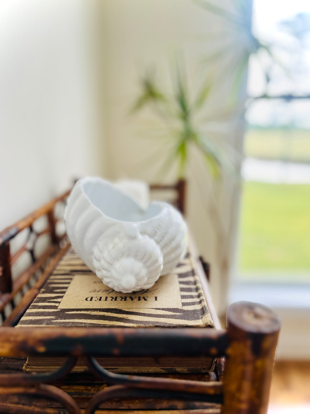 White conch shell planter