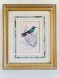 Framed hummingbird print by William Lizar