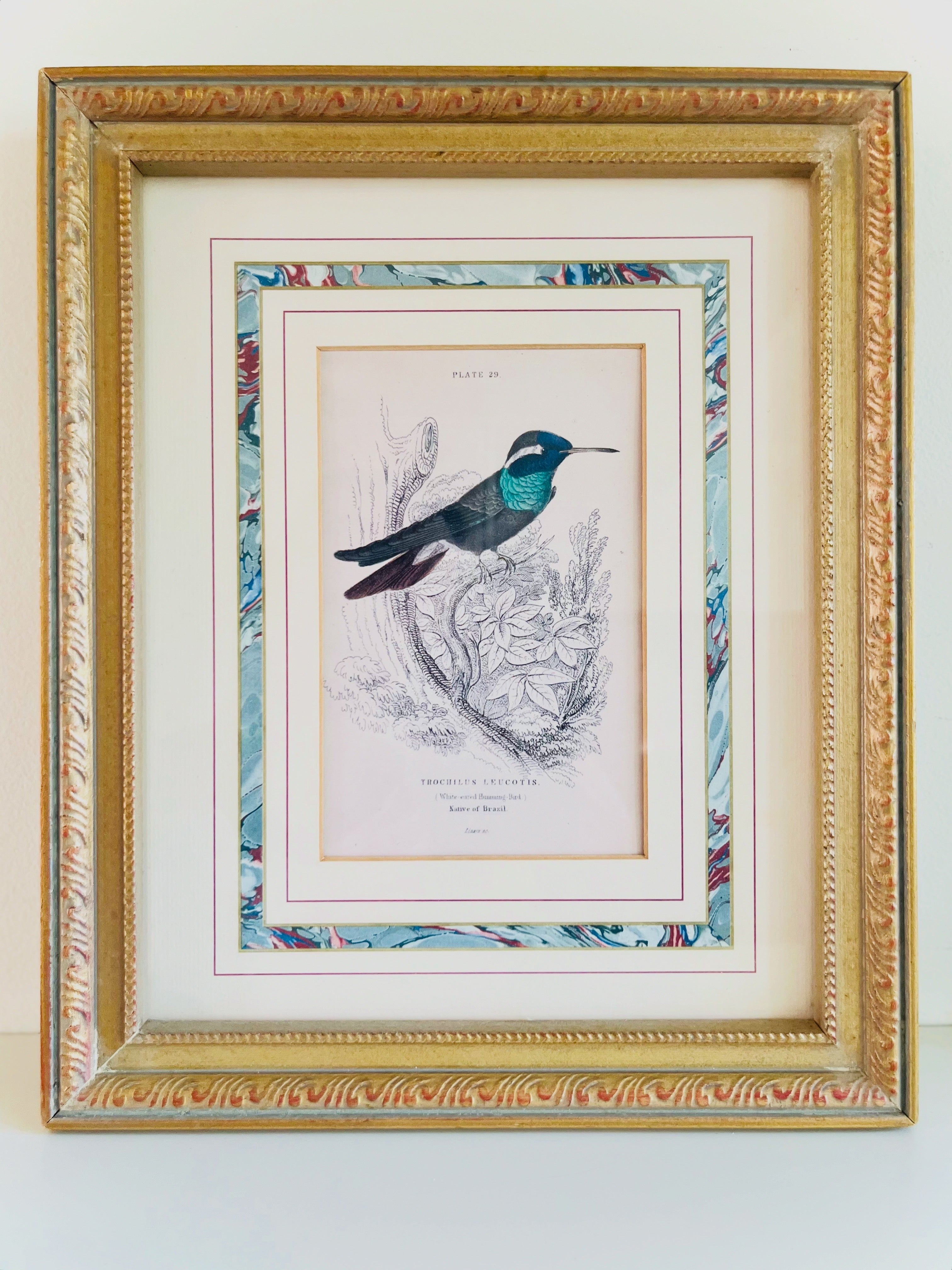 Framed hummingbird print by William Lizar