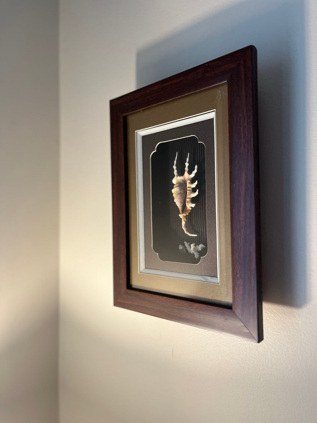 Spider conch & coral shadow box