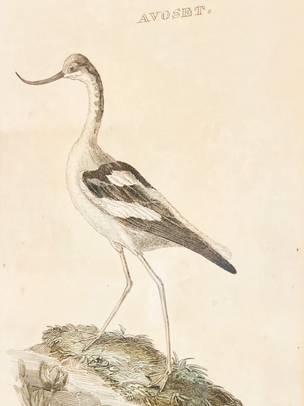 Antique framed shore bird