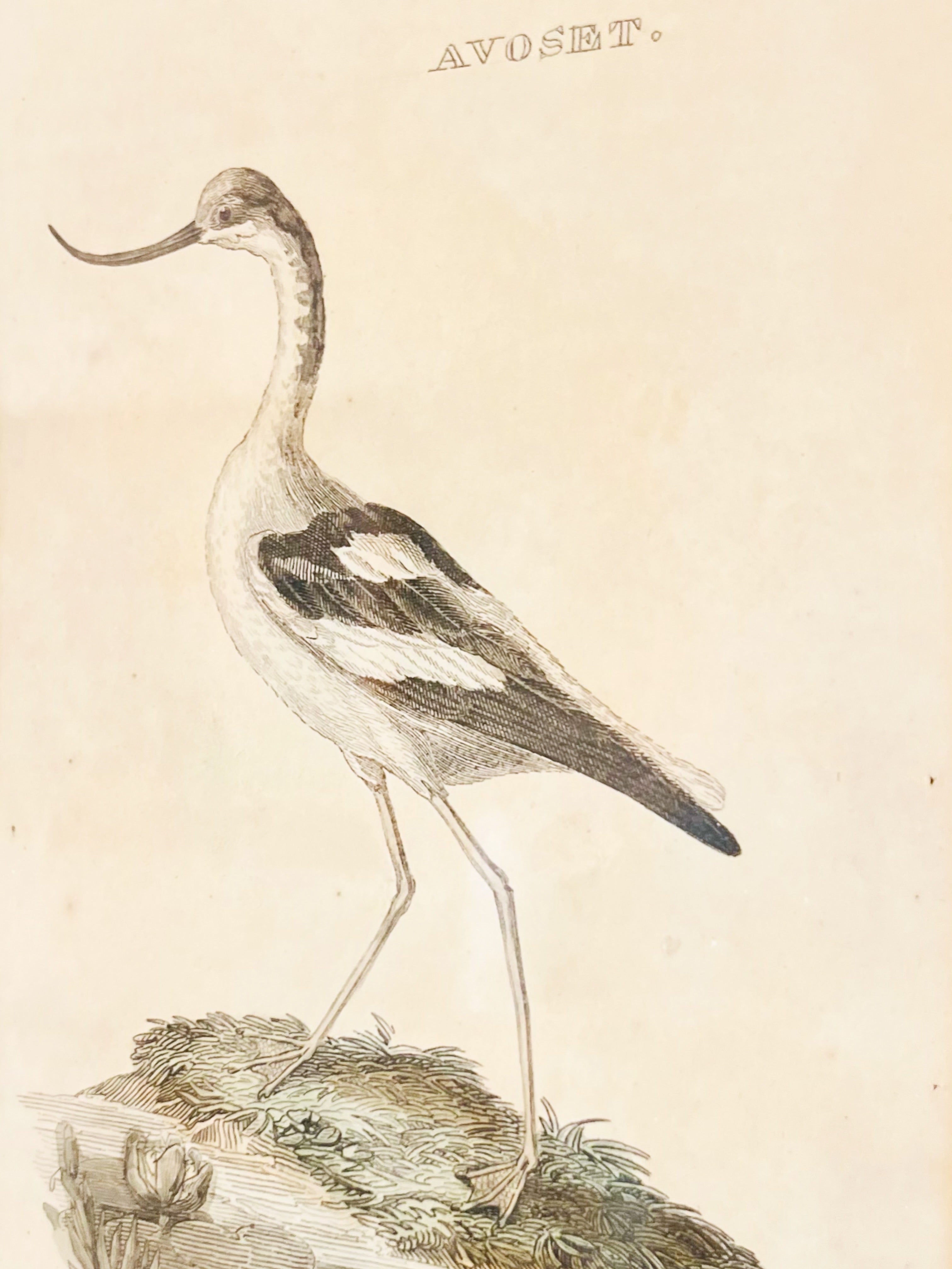 Antique framed shore bird