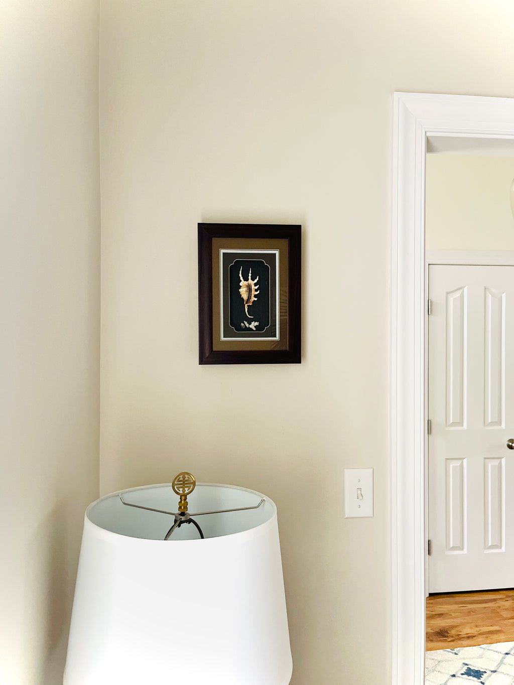 Spider conch & coral shadow box