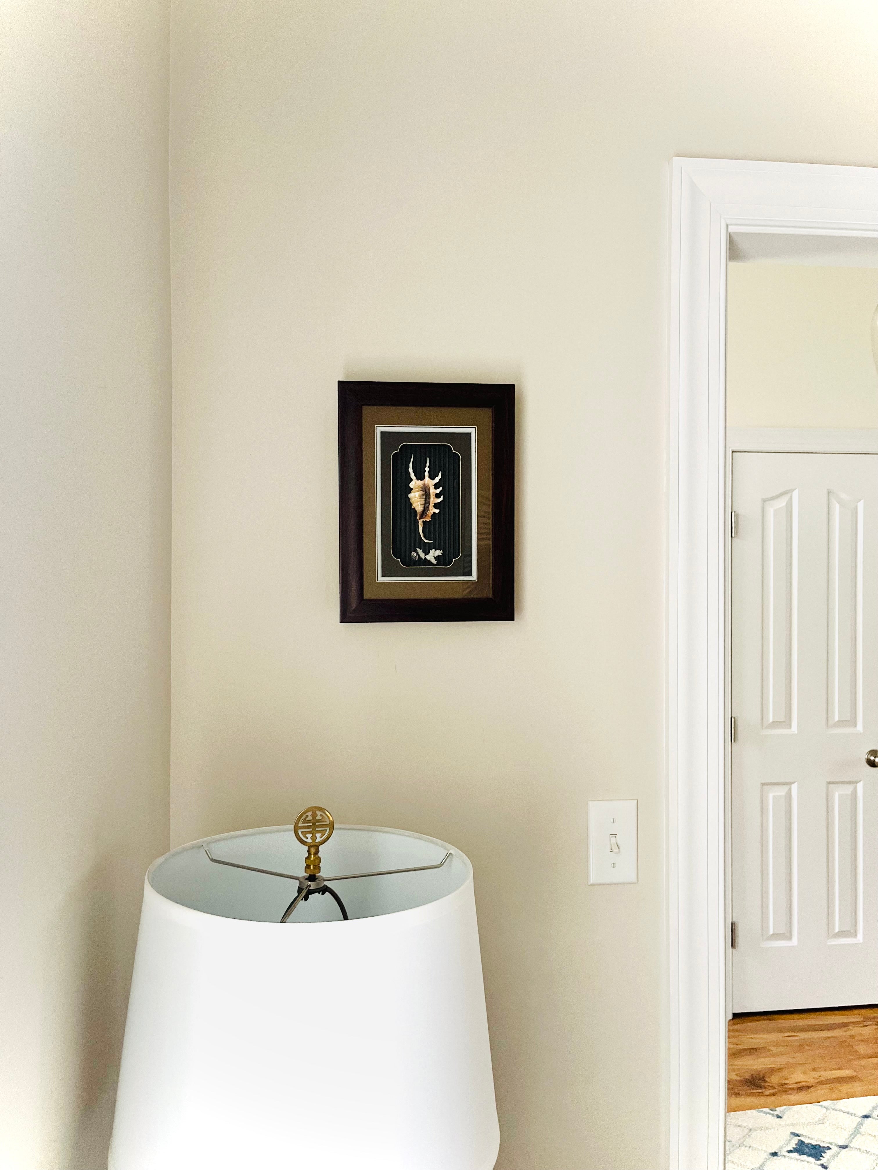 Spider conch & coral shadow box