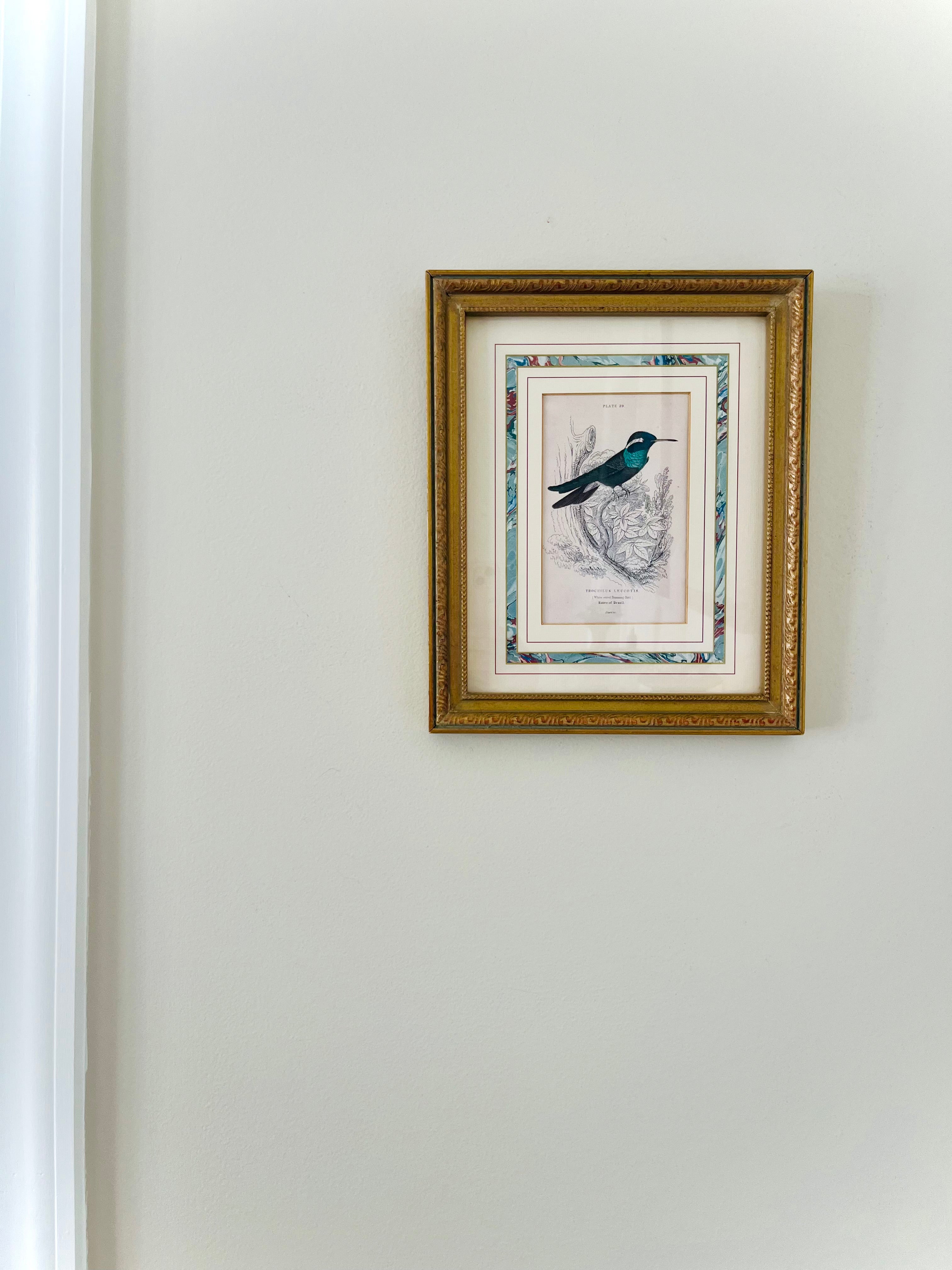 Framed hummingbird print by William Lizar