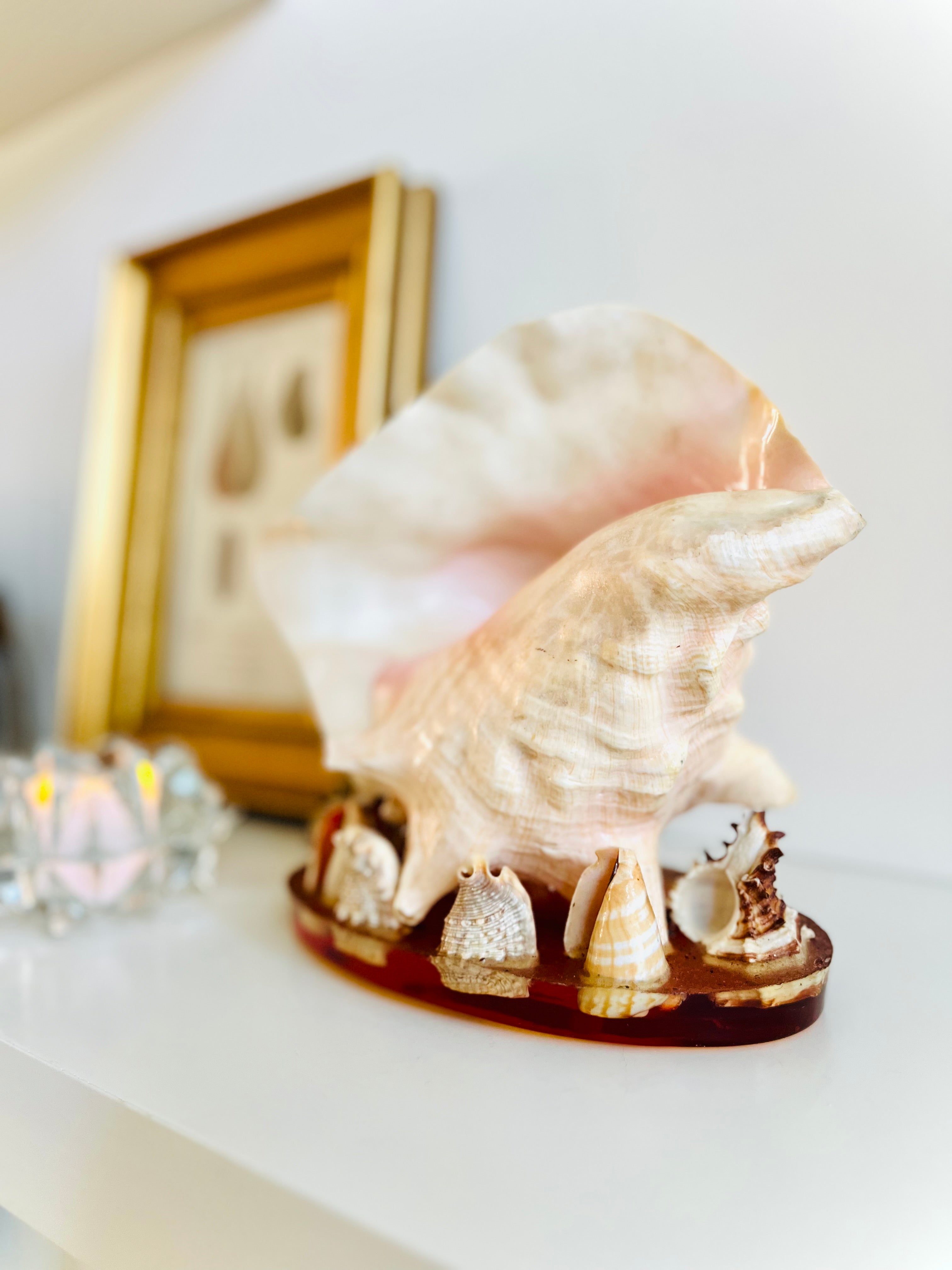 Conch & seashell lucite base