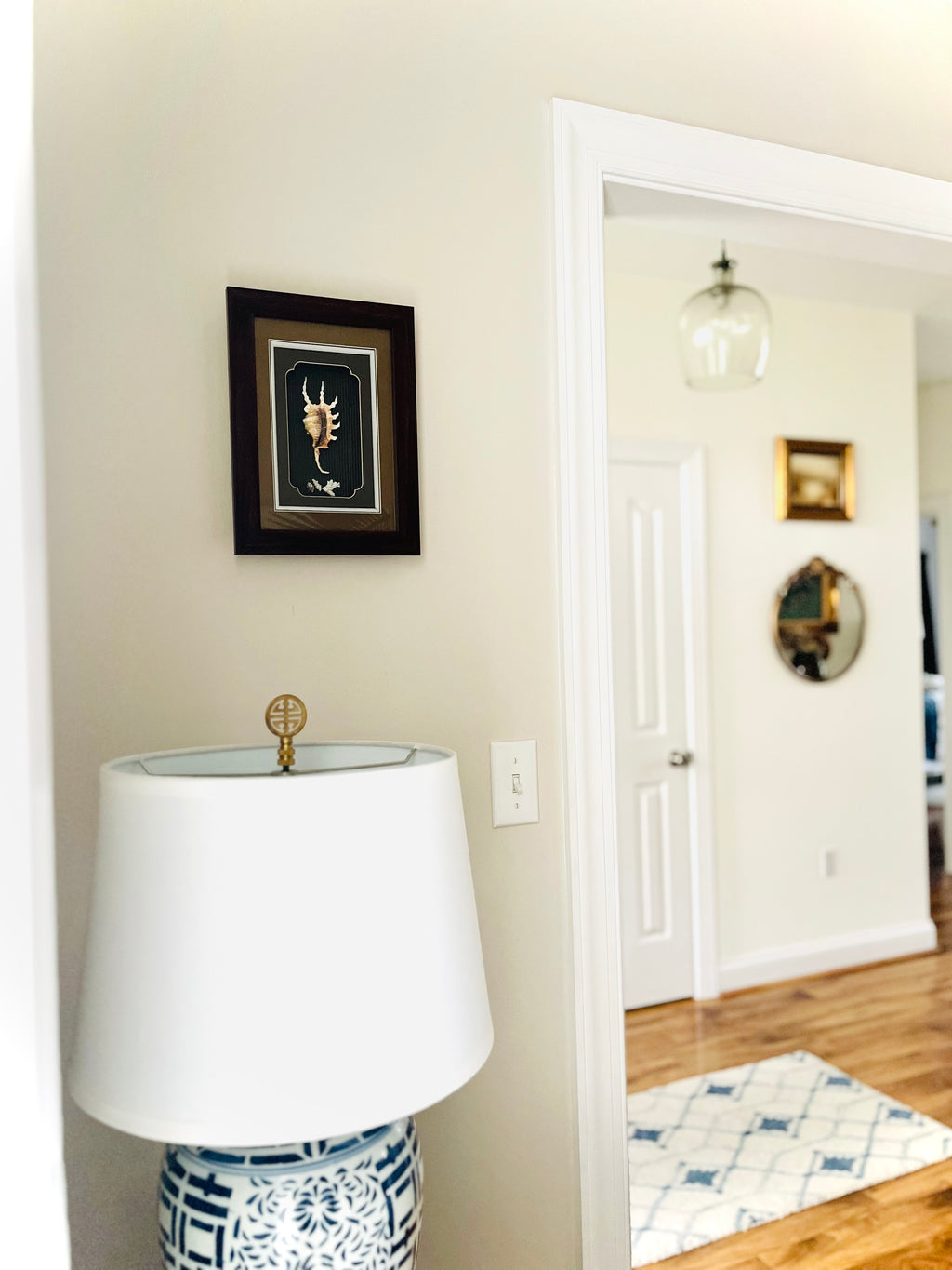 Spider conch & coral shadow box